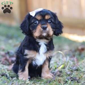 Betsy, Cavalier King Charles Spaniel Puppy